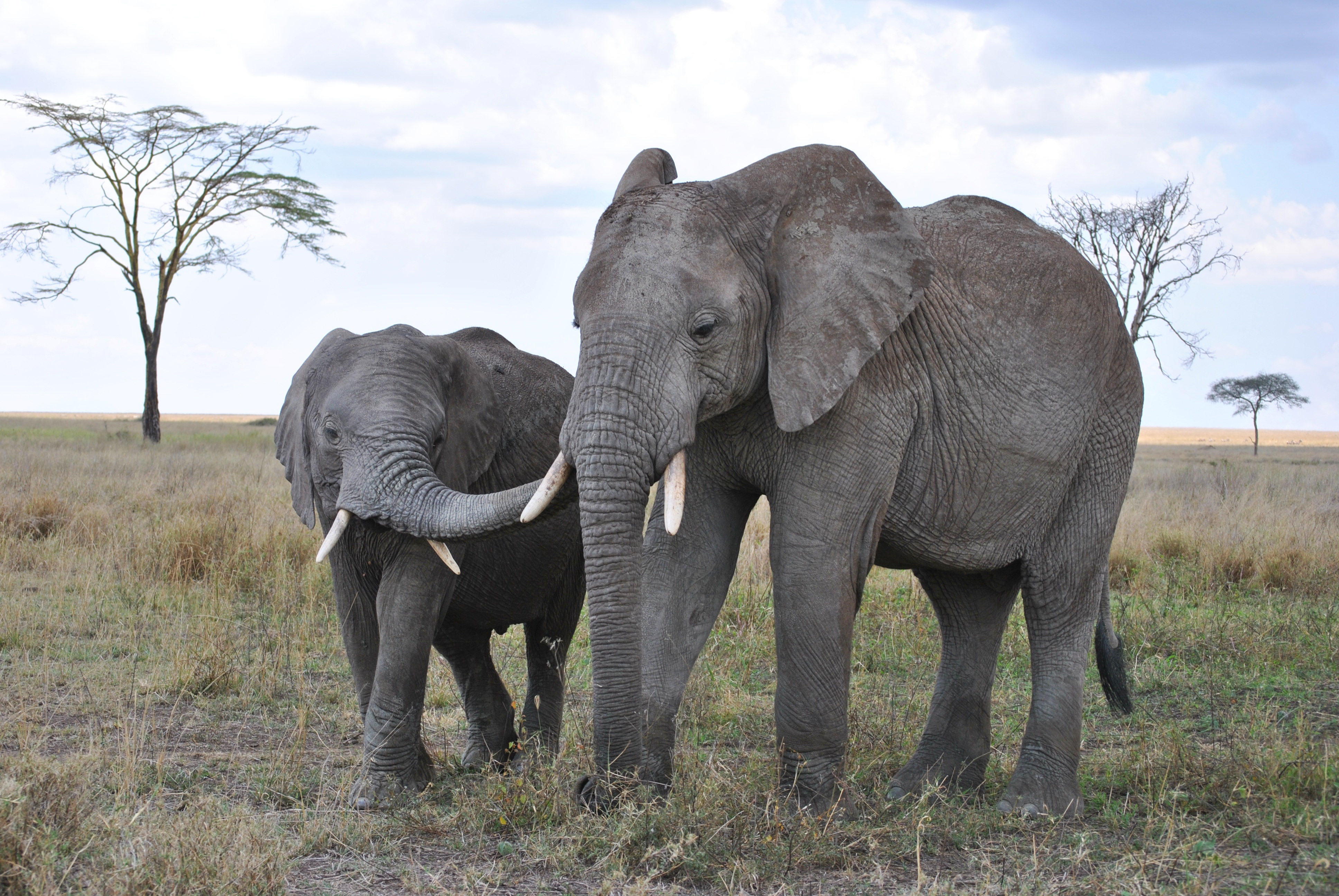 elephants_in_a_national_park_tanzania.jpg